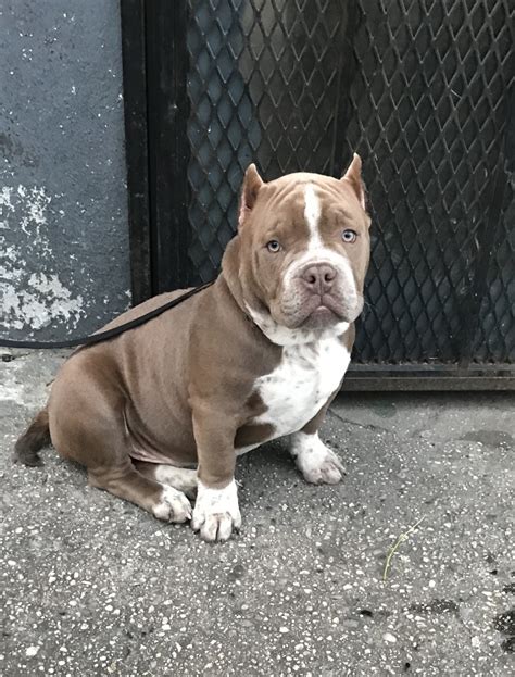 3 month old pocket <strong>bully</strong> · Staten Island · 12/15 pic. . Bully for sale